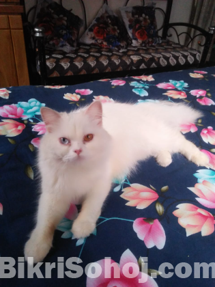Persian cat female doll face
